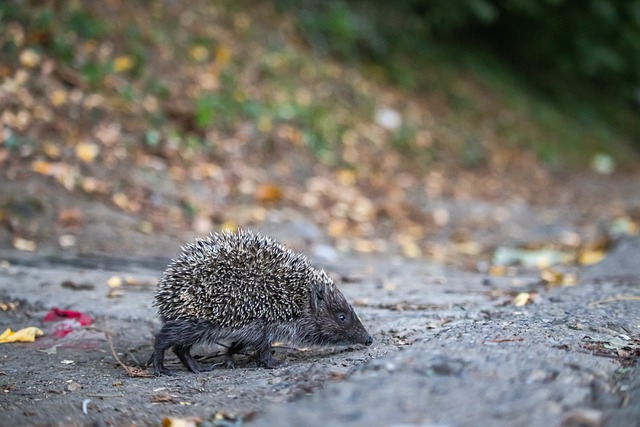 蘭在阿姆斯 蘭在阿姆斯