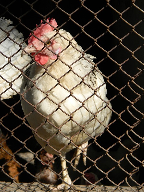 队胜利的重 队胜利的重