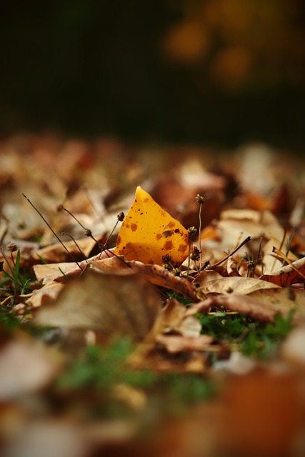 明巴西俱乐 明巴西俱乐